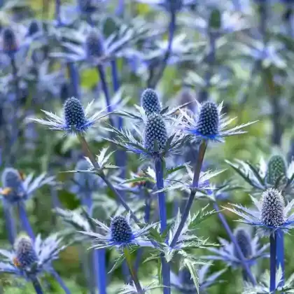 Foto von Garten-Mannstreu 'Big Blue' (Eryngium x zabelii 'Big Blue')