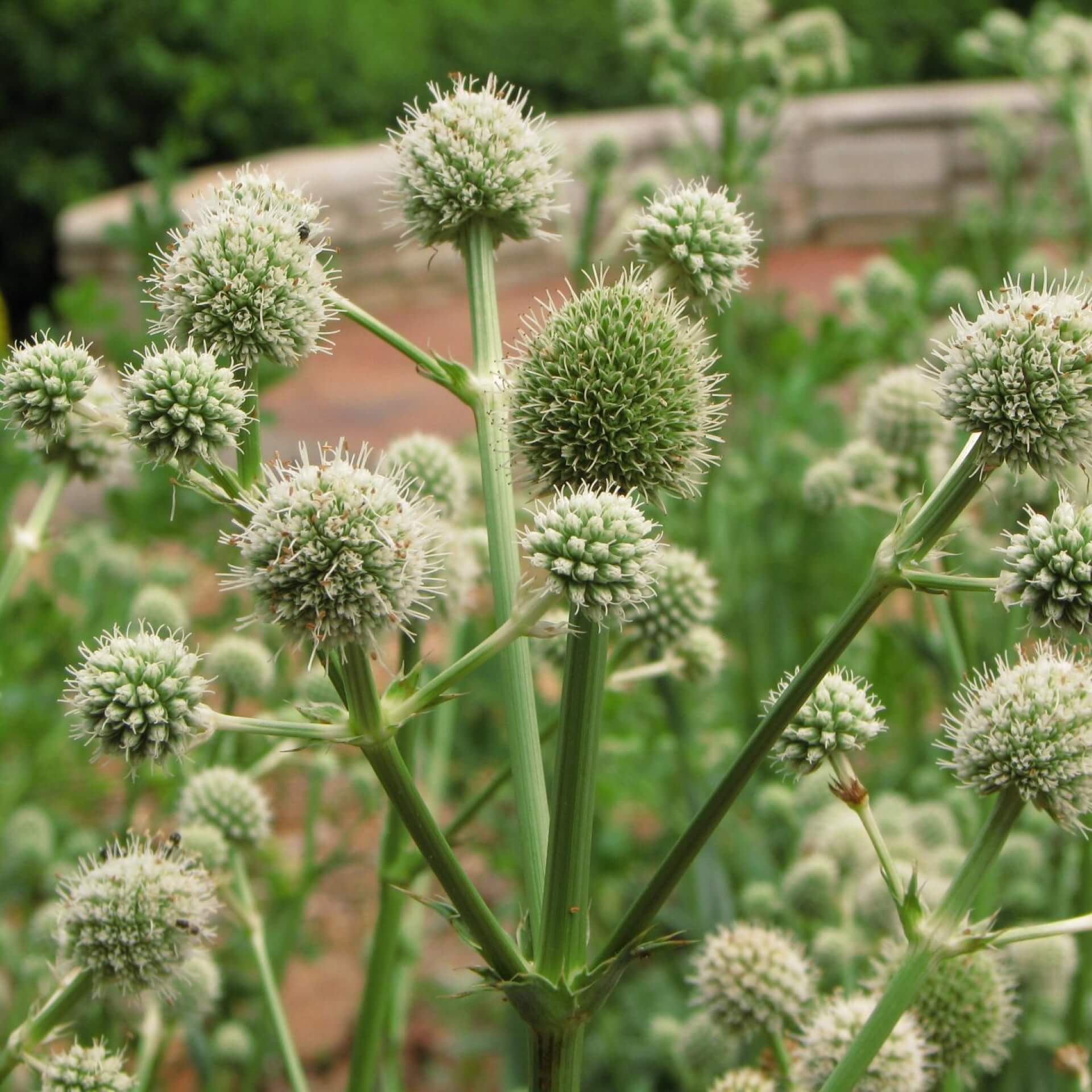 Palmlilien-Mannstreu (Eryngium yuccifolium)