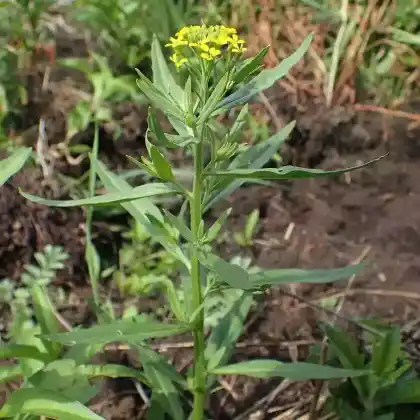 Foto von Acker-Schöterich (Erysimum cheiranthoides)