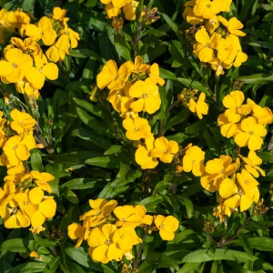 Erysimum cheiri