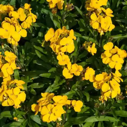 Foto von Goldlack (Erysimum cheiri)
