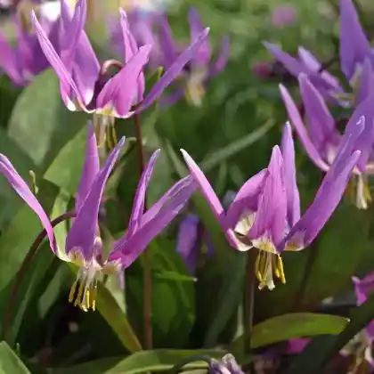 Foto von Hunds-Zahnlilie (Erythronium dens-canis)