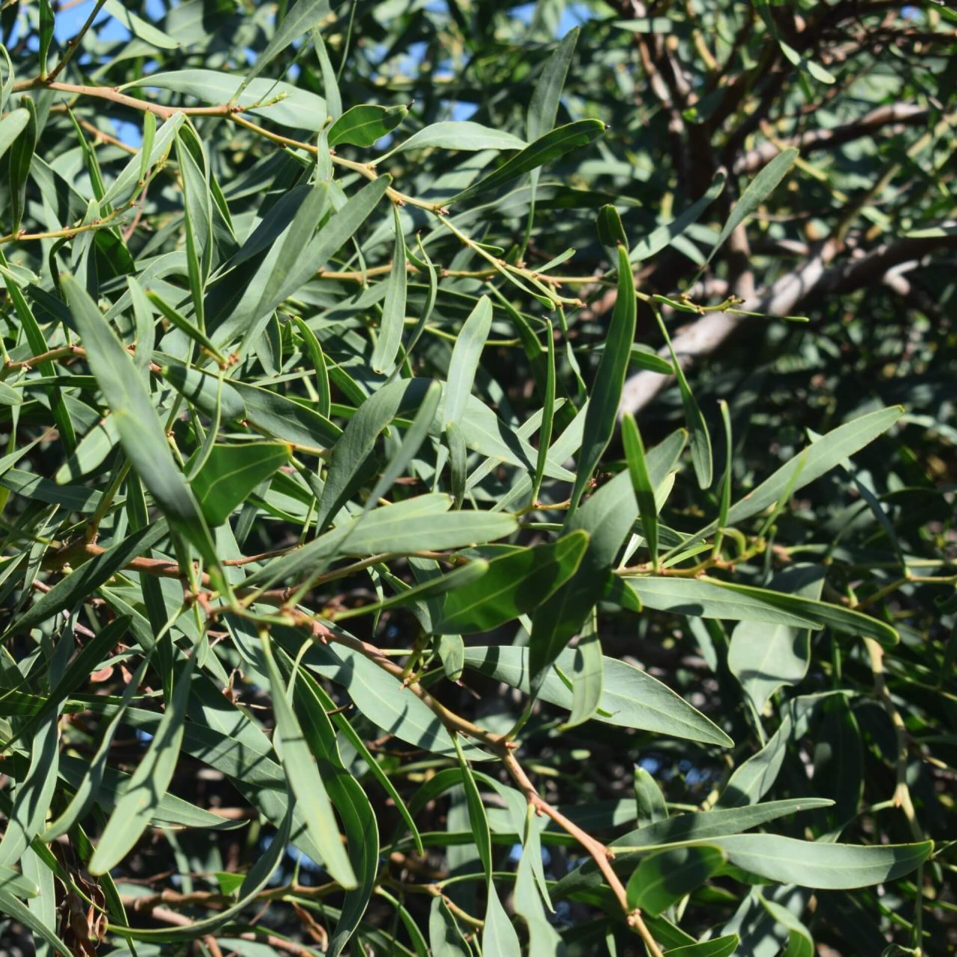 Gewöhnlicher Eukalyptus (Eucalyptus globulus)