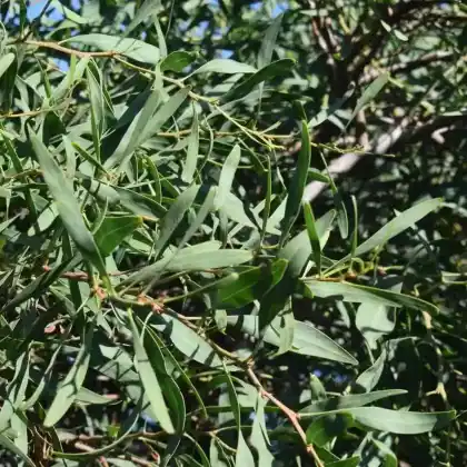 Foto von Gewöhnlicher Eukalyptus (Eucalyptus globulus)