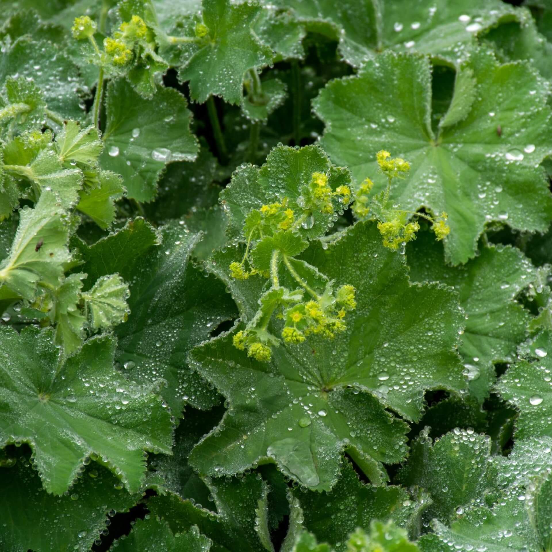 Gemeiner Frauenmantel (Alchemilla vulgaris)