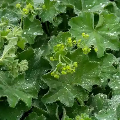 Foto von Gemeiner Frauenmantel (Alchemilla vulgaris)
