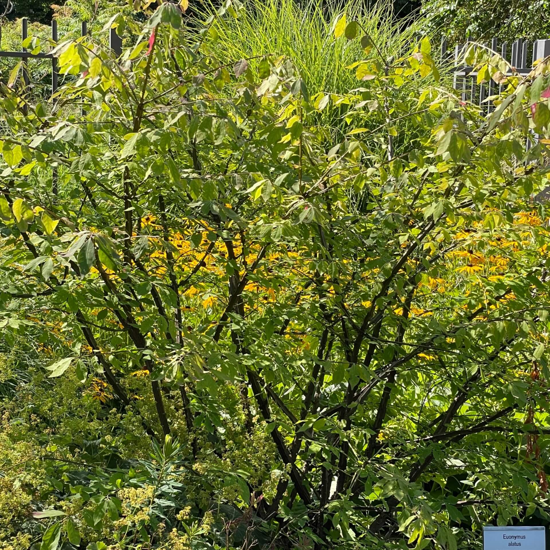 Flügel-Spindelstrauch (Euonymus alatus)