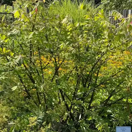 Foto von Flügel-Spindelstrauch (Euonymus alatus)