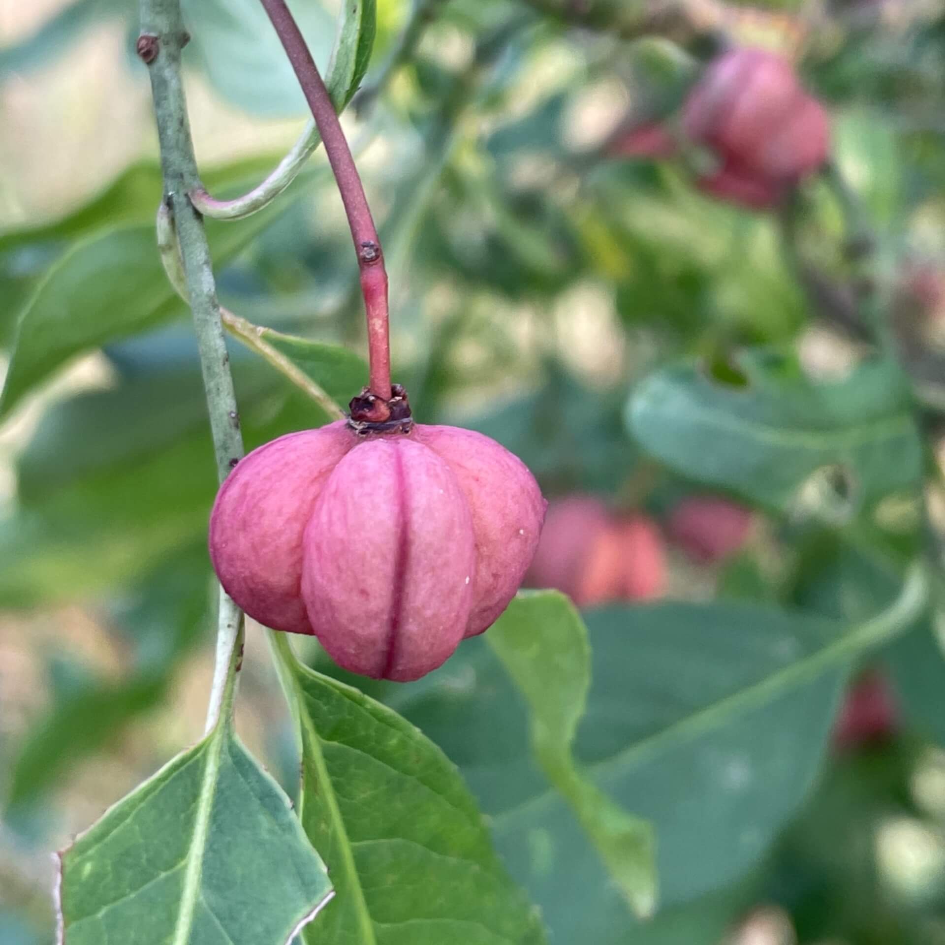 Pfaffenhütchen (Euonymus europaeus)