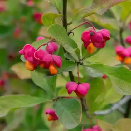 Foto von Pracht-Pfaffenhütchen (Euonymus europaeus 'Red Cascade')