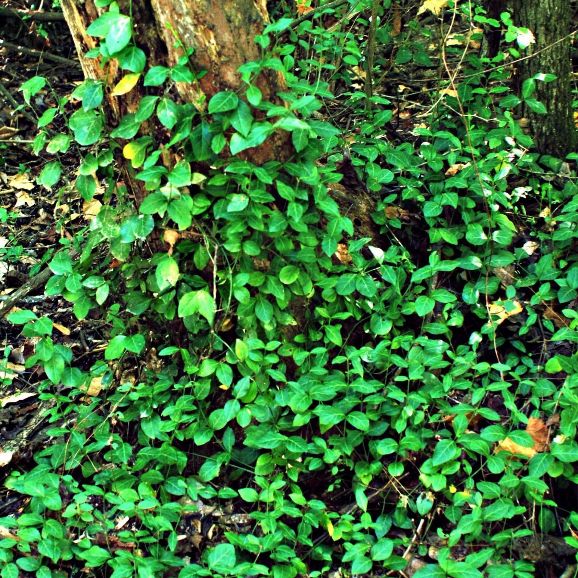 Kletternder Spindelstrauch (Euonymus fortunei)