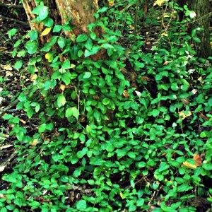 Kletternder Spindelstrauch (Euonymus fortunei)