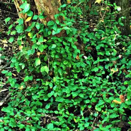 Foto von Kletternder Spindelstrauch (Euonymus fortunei)