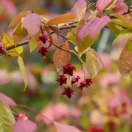 Foto von Großfrüchtiges Pfaffenhütchen (Euonymus planipes)