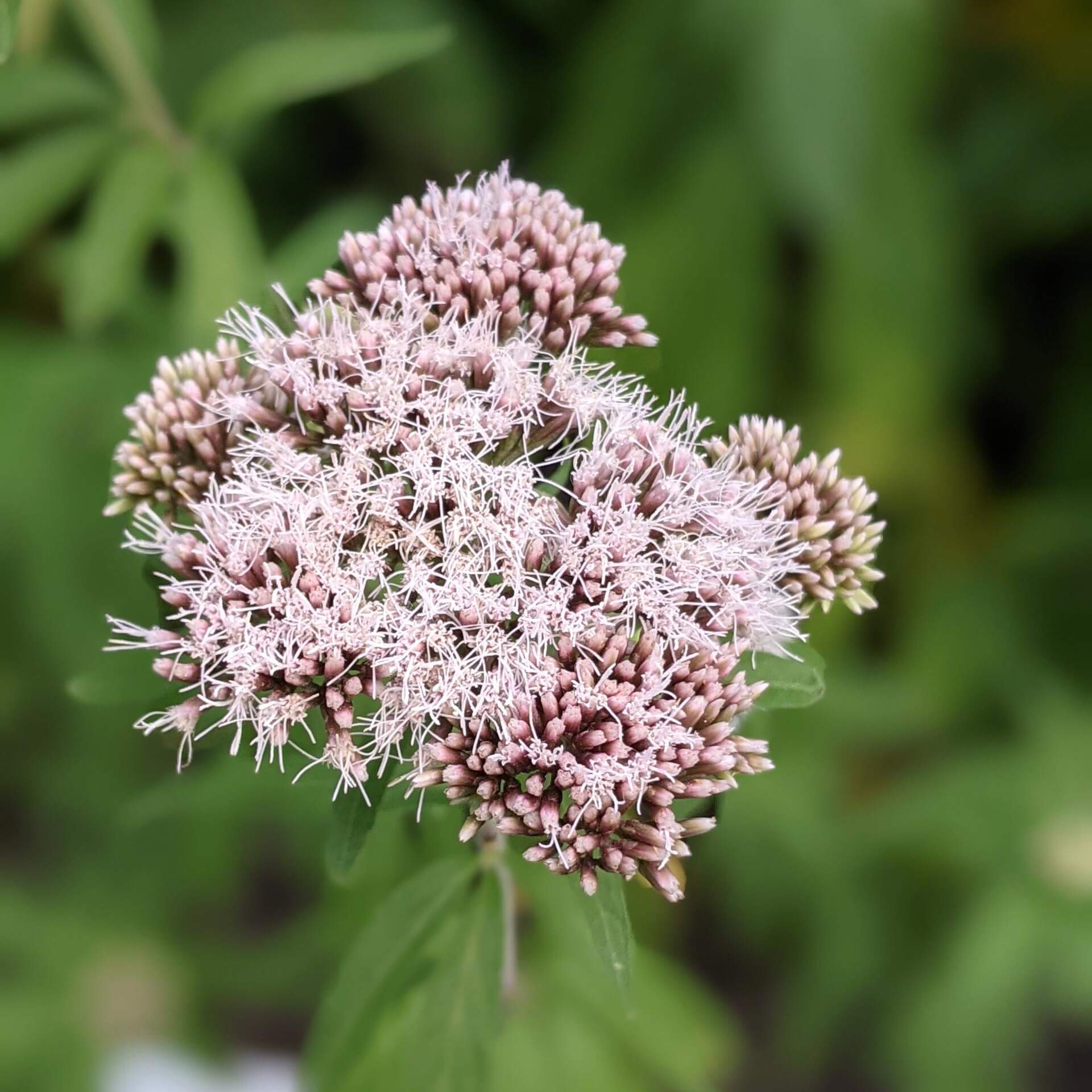 Gewöhnlicher Wasserdost (Eupatorium cannabinum)