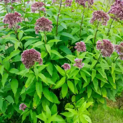 Foto von Röhriger Wasserdost (Eupatorium fistulosum)