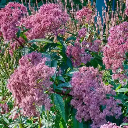 Foto von Großer Garten Wasserdost 'Atropurpureum' (Eupatorium fistulosum 'Atropurpureum')