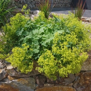 Alchemilla xanthochlora