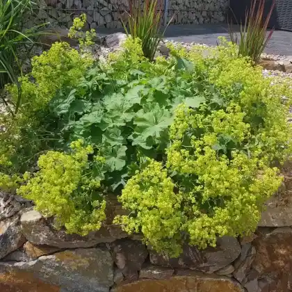 Foto von Gelbgrüner Frauenmantel (Alchemilla xanthochlora)