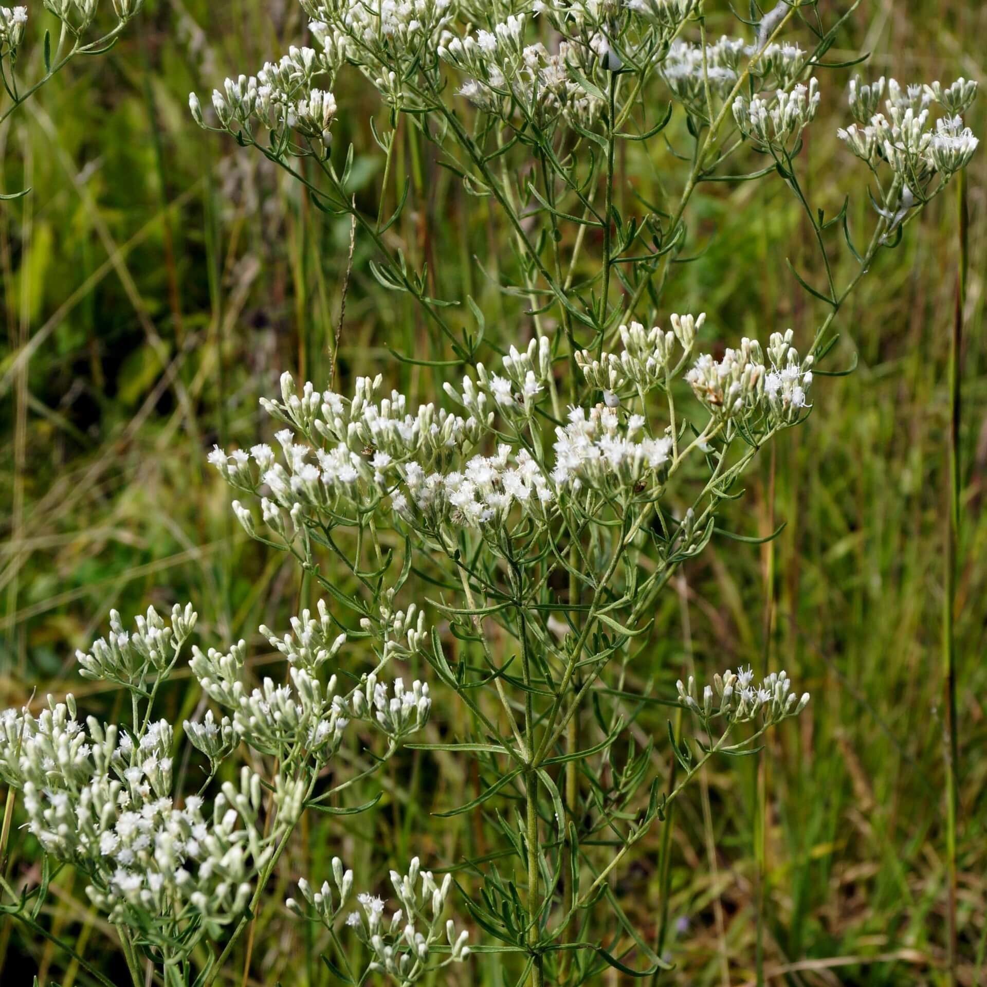 Ysopblättriger Dost (Eupatorium hyssopifolium)