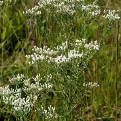 Foto von Ysopblättriger Dost (Eupatorium hyssopifolium)