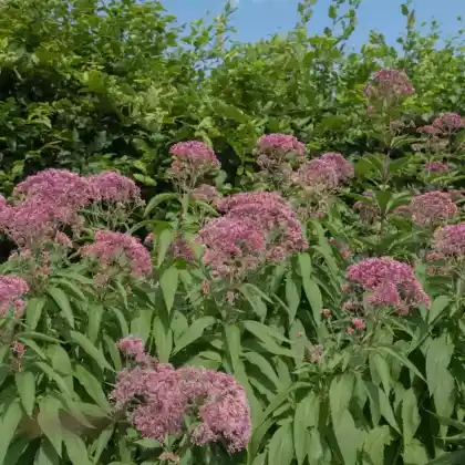 Foto von Purpur-Dost (Eupatorium purpureum)