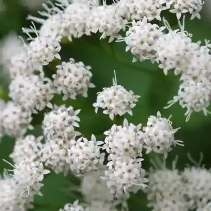 Foto von Runzelblättriger Wasserdost (Eupatorium rugosum)