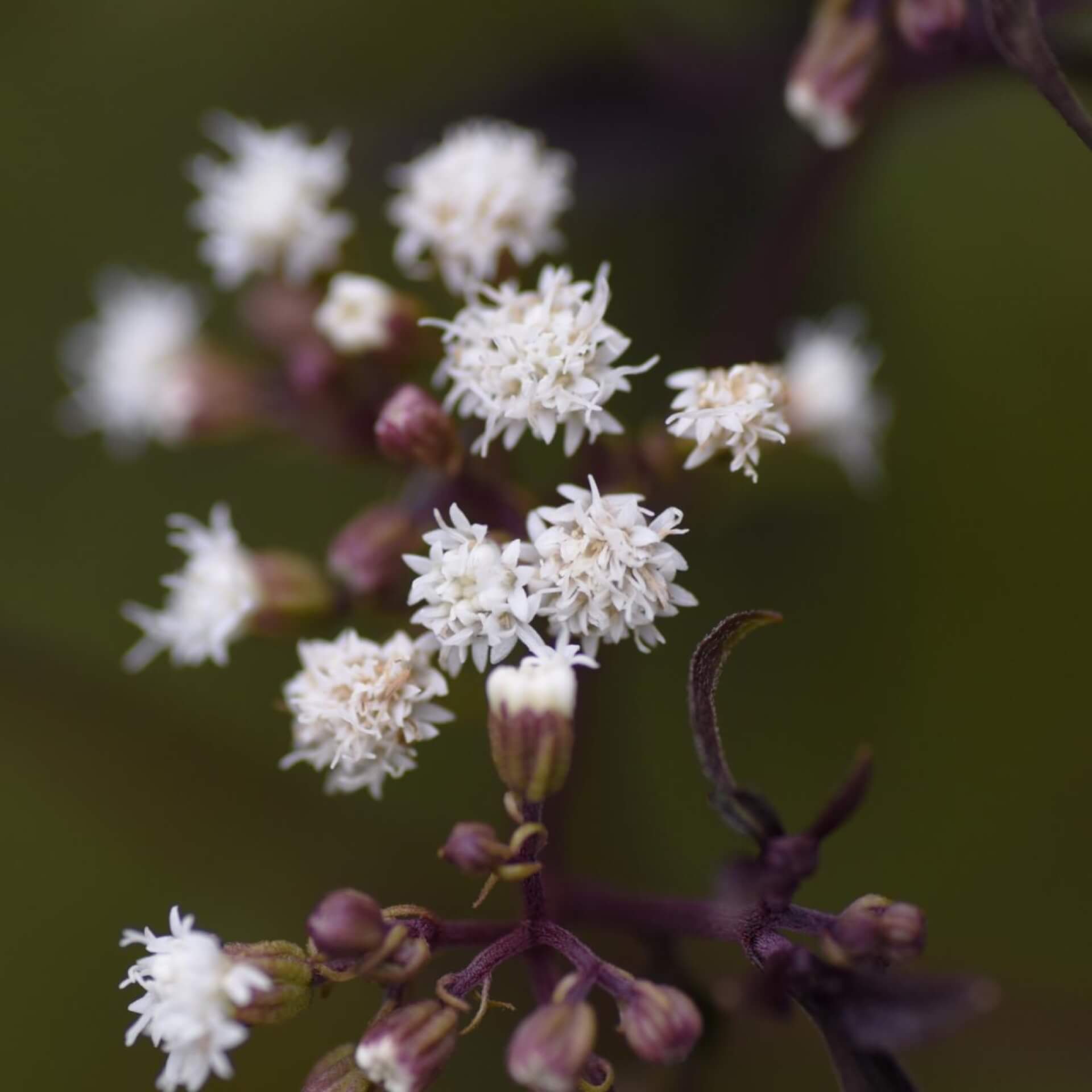 Wasserdost 'Chocolate' (Eupatorium rugosum 'Chocolate')