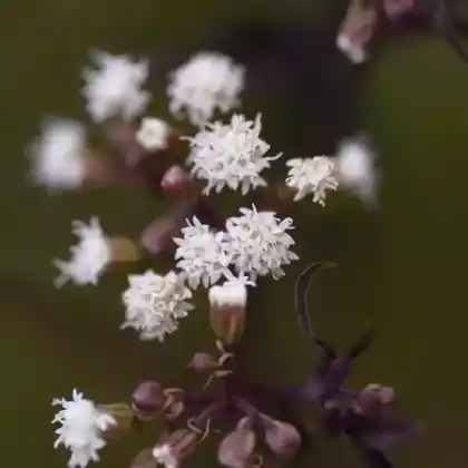 Foto von Wasserdost 'Chocolate' (Eupatorium rugosum 'Chocolate')