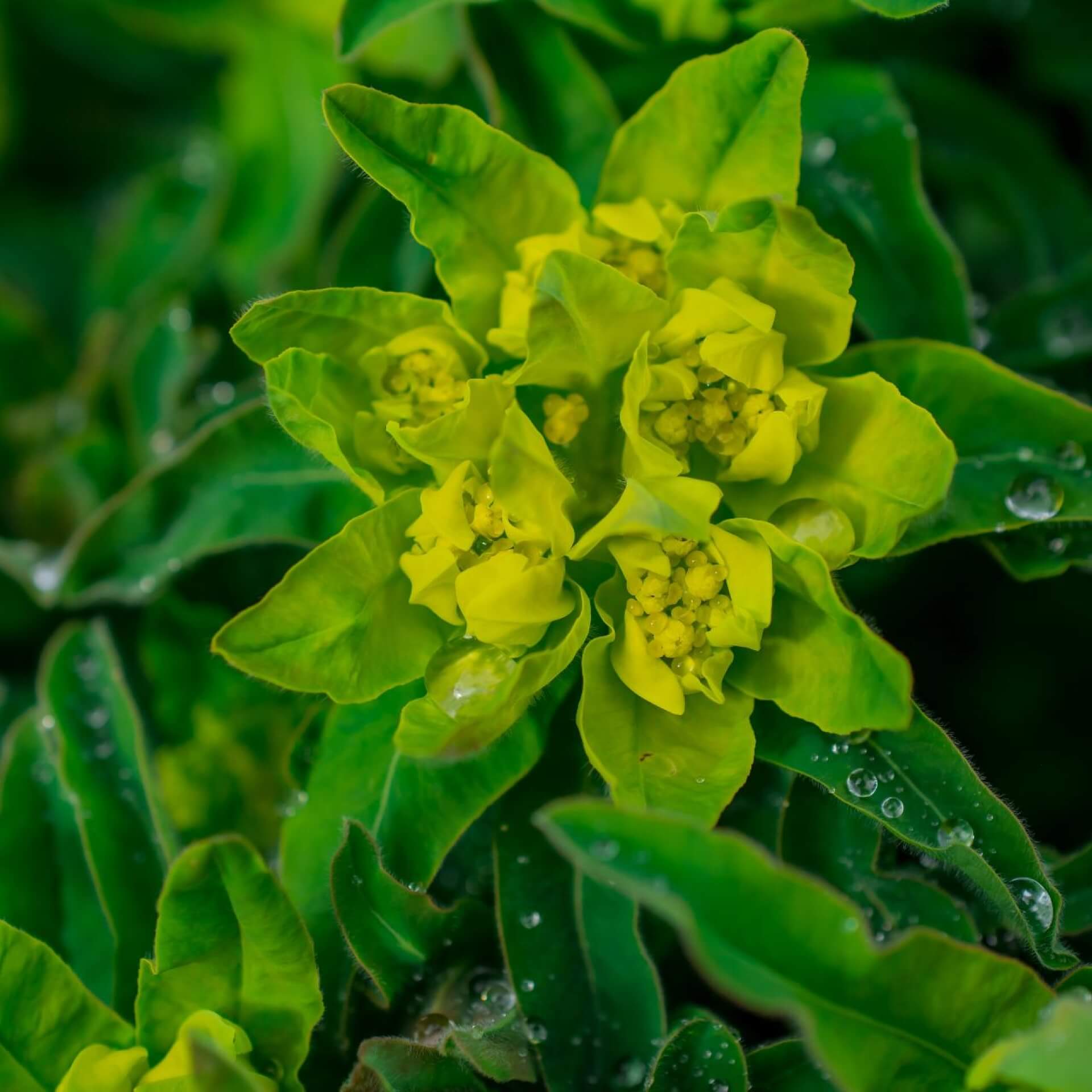 Mandelblättrige Wolfsmilch (Euphorbia amygdaloides)