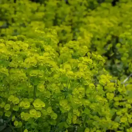 Foto von Mandelblättrige Wolfsmilch (Euphorbia amygdaloides)