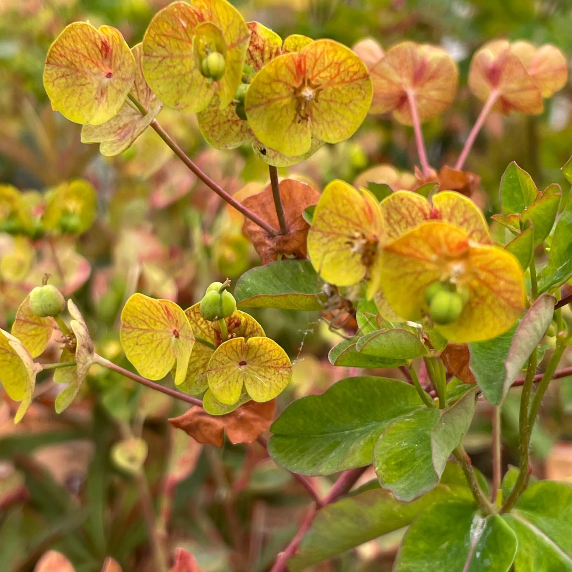 Rotblättrige Wolfsmilch 'Purpurea' (Euphorbia amygdaloides 'Purpurea')