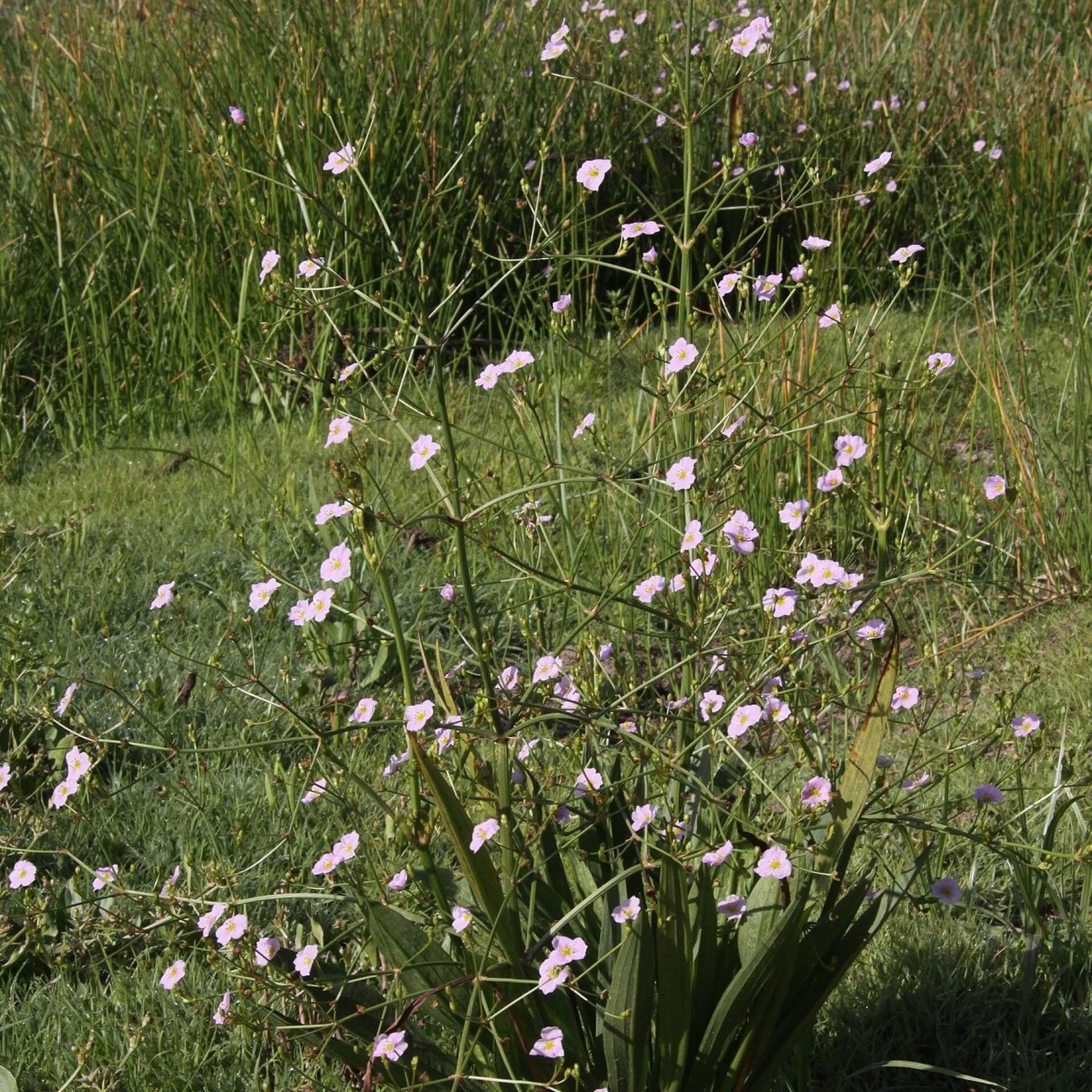 Lanzettblättriger Froschlöffel (Alisma lanceolatum)