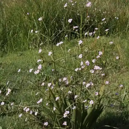 Foto von Lanzettblättriger Froschlöffel (Alisma lanceolatum)