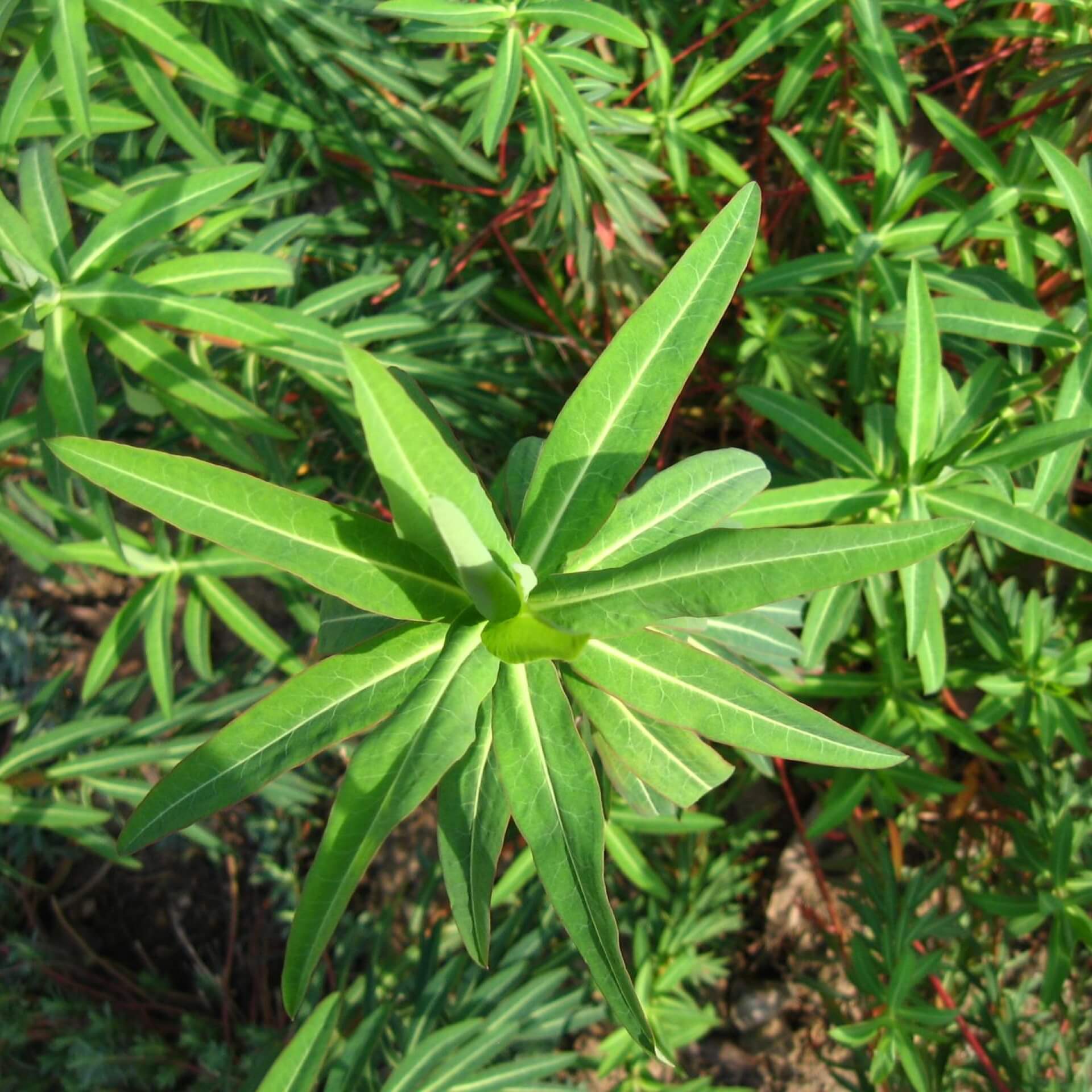 Hornfrüchtige Wolfsmilch (Euphorbia ceratocarpa)