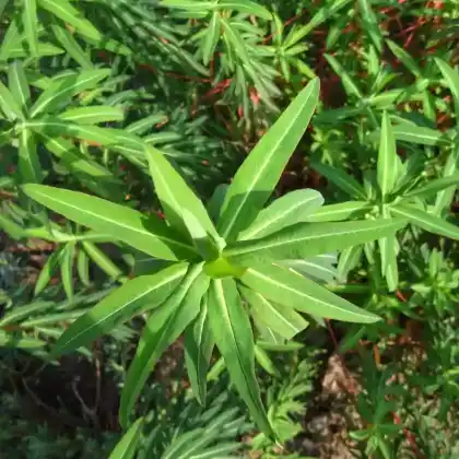 Foto von Hornfrüchtige Wolfsmilch (Euphorbia ceratocarpa)