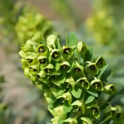 Foto von Palisaden-Wolfsmilch 'Black Pearl' (Euphorbia characias 'Black Pearl')