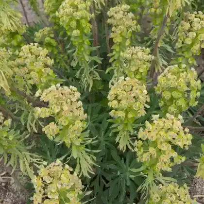 Foto von Palisaden-Wolfsmilch 'Humpty Dumpty' (Euphorbia characias 'Humpty Dumpty')
