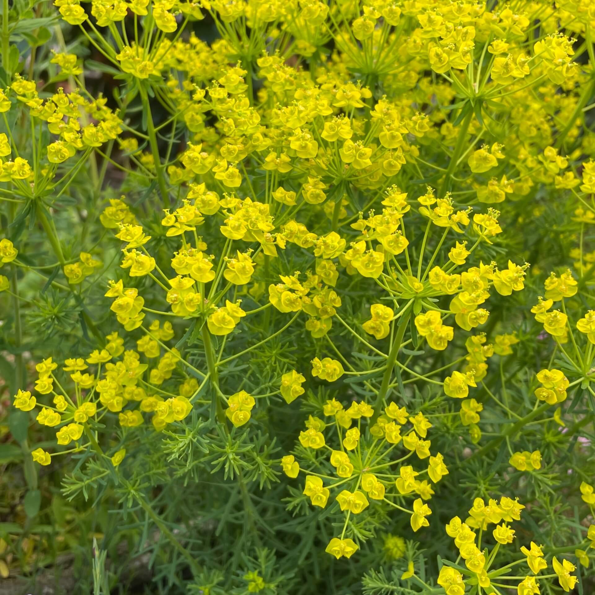 Zypressen-Wolfsmilch (Euphorbia cyparissias)