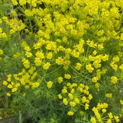 Foto von Zypressen-Wolfsmilch (Euphorbia cyparissias)