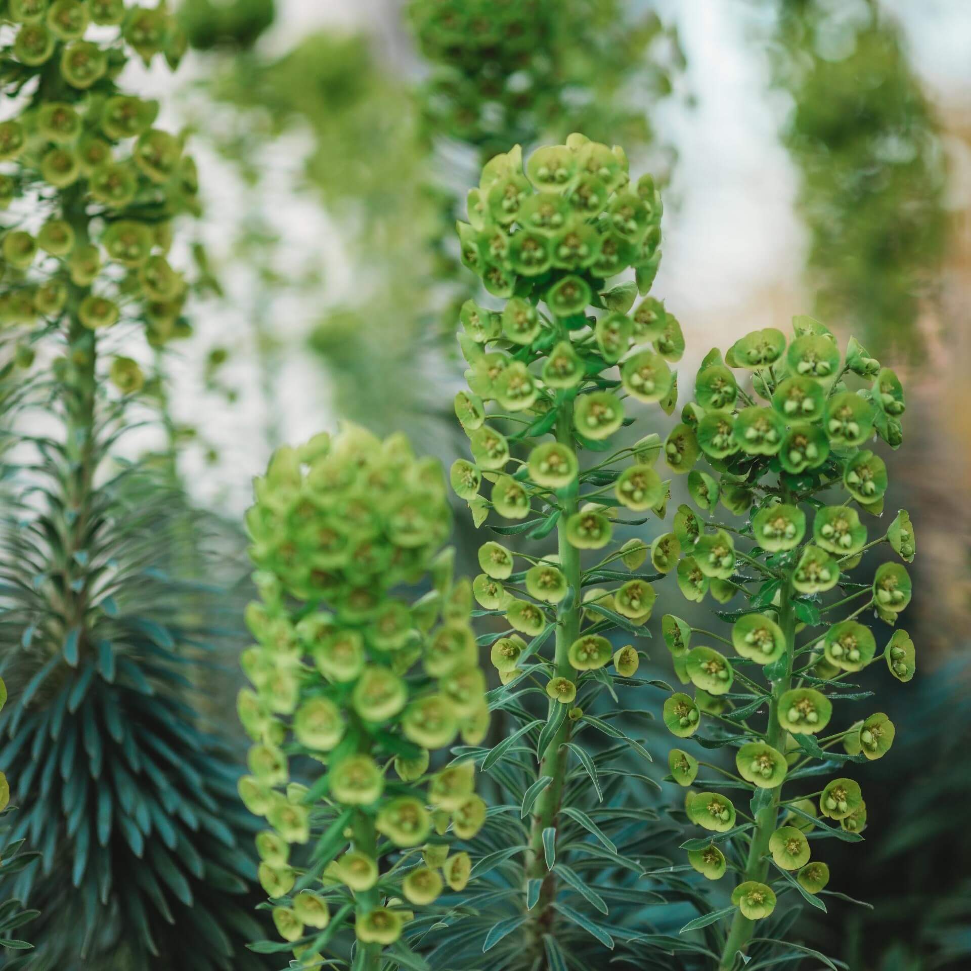 Zypressen Wolfsmilch 'Fens Ruby' (Euphorbia cyparissias 'Fens Ruby')