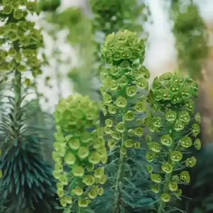 Foto von Zypressen Wolfsmilch 'Fens Ruby' (Euphorbia cyparissias 'Fens Ruby')