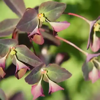 Foto von Süße Wolfsmilch 'Chameleon' (Euphorbia dulcis 'Chameleon')