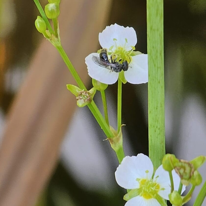 Gewöhnlicher Froschlöffel / Alisma plantagoaquatica