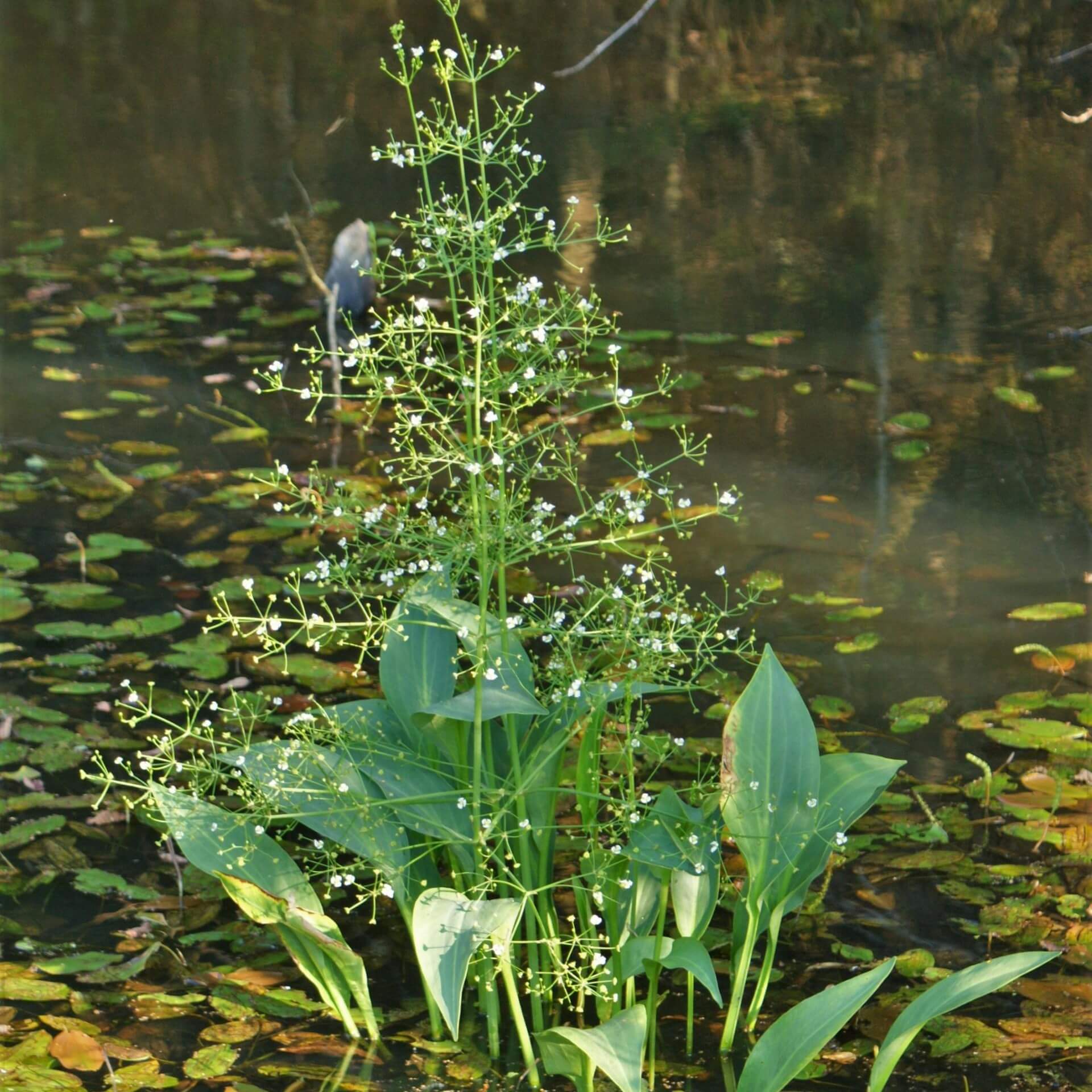 Gewöhnlicher Froschlöffel (Alisma plantago-aquatica)