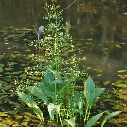 Foto von Gewöhnlicher Froschlöffel (Alisma plantago-aquatica)