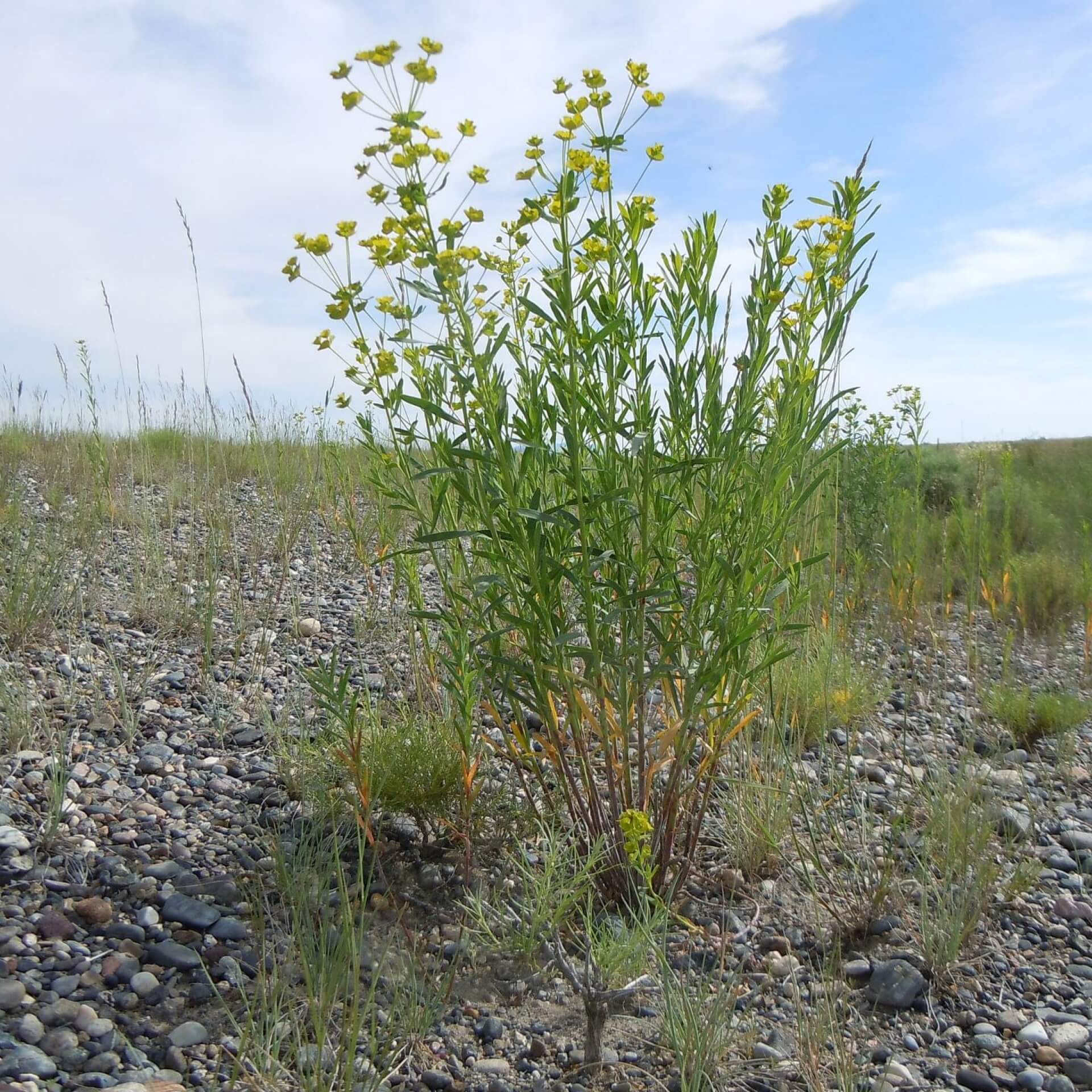 Esels-Wolfsmilch (Euphorbia esula)