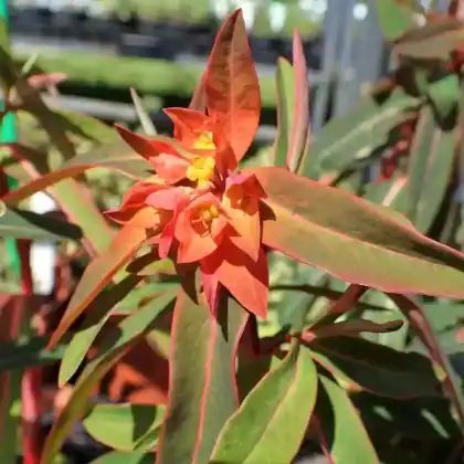 Foto von Himalaja Wolfsmilch 'Fireglow' (Euphorbia griffithii 'Fireglow')
