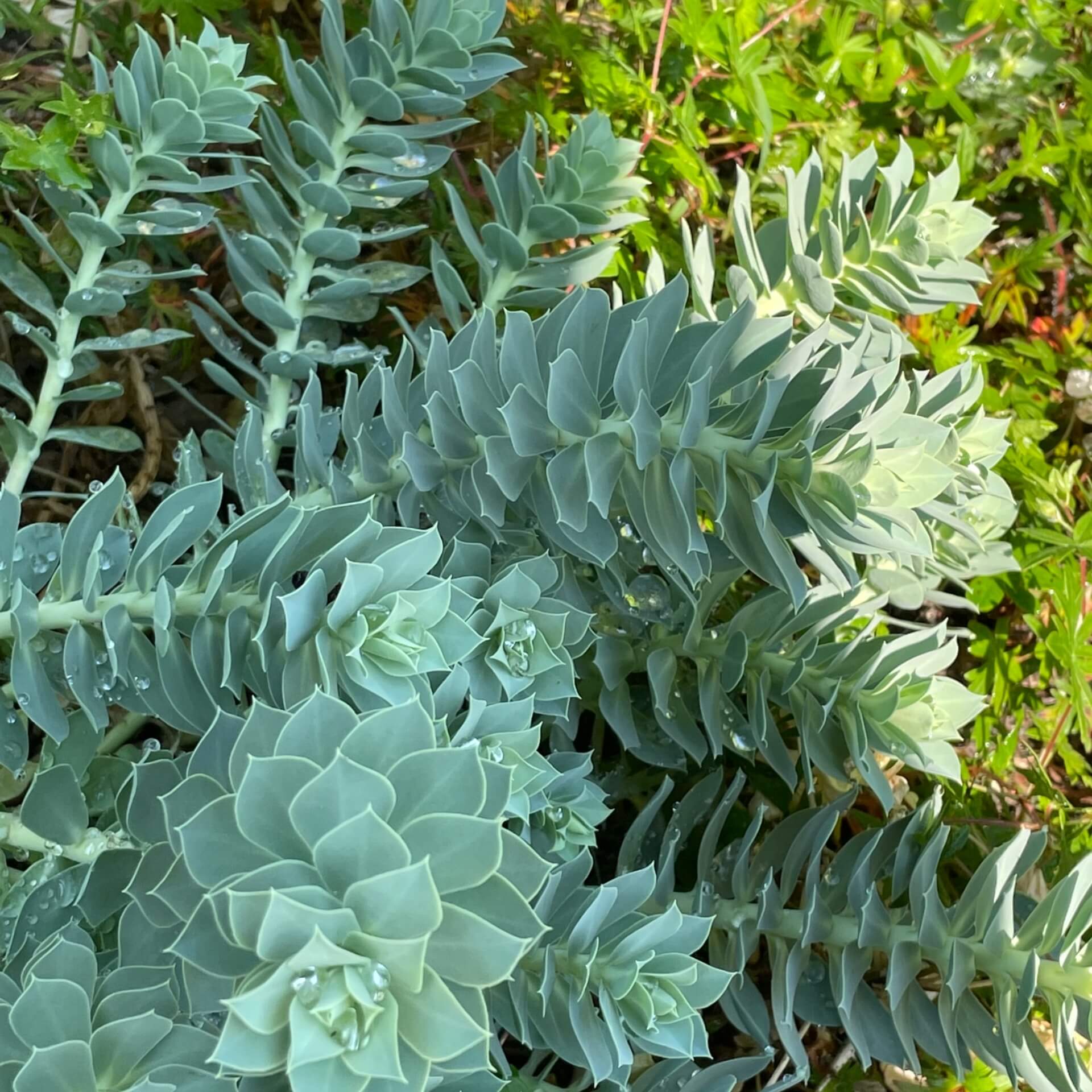 Walzen-Wolfsmilch (Euphorbia myrsinites)