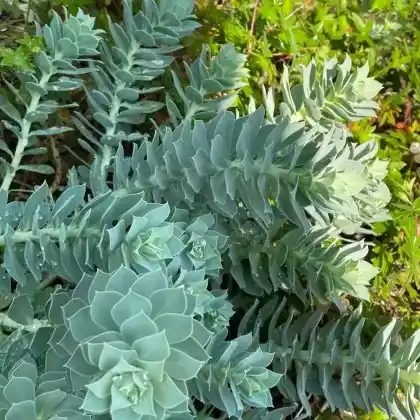 Foto von Walzen-Wolfsmilch (Euphorbia myrsinites)